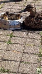 Ducklings Chill in Dog Bowl