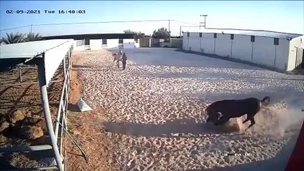 Un cheval part en mode MMA contre son maitre