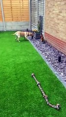 Holly the Lab Tries to Get Fox Statue to Play