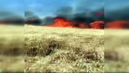 55 dönüm ekili buğday kül oldu