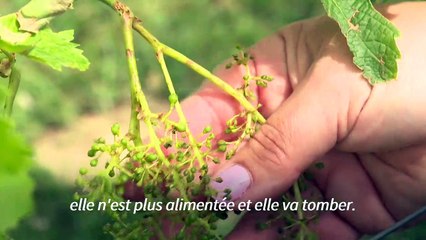 "En 3 minutes, tout est déchiqueté" : témoignage des viticulteurs touchés par la grêle