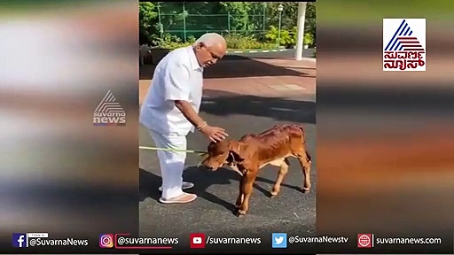 ಮುದ್ದಾದ ಕರುವಿನೊಂದಿಗೆ ರಾಜಾಹುಲಿ ಆಟ.. ಕೊರೋನಾ ಸಂಕಟ ಮರೆಸುವ ವಿಡಿಯೋ!