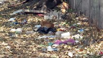 Toneladas de basura contaminan la rivera del Río Pitillal | CPS Noticias Puerto Vallarta