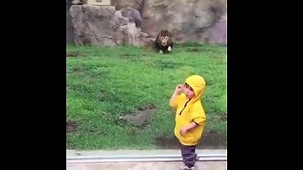 Un vidrio evitó que un niño sea atrapado por un león hambriento