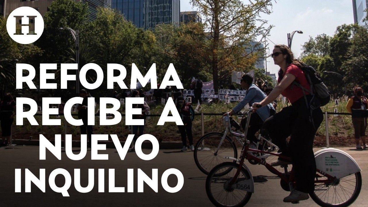 El ahuehuete ya se encuentra en Reforma