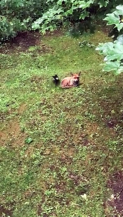 Magpie Picking on a Fox
