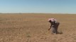 Climate crisis destroying Syrian crops