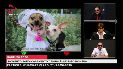 RicardoAmado | O tema do Caça ao Trocadilho de hoje é: Cães!