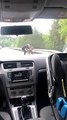 Guy Helps Baby Moose Over Guard Rail to Get Back to Mom