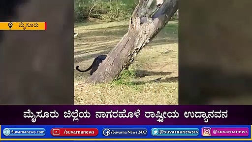 ಮೈಸೂರಿನಲ್ಲಿ ಕರಿಚಿರತೆ ದರ್ಶನ! ಪ್ರವಾಸಿಗರು ಫುಲ್ ಫಿದಾ