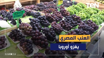 من الأقصر إلى قلب أوروبا.. العنب الأقصري يتألق في التصدير لجودته العالمية