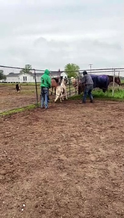 Man Overpowered by Pony