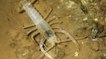 Tiny Crayfish Thought to Be Extinct Rediscovered in Alabama