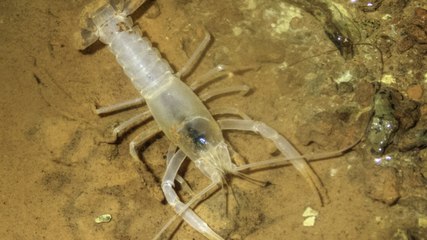 Tiny Crayfish Thought to Be Extinct Rediscovered in Alabama