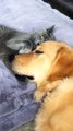 Greg the Cat Squeezes Boris the Dog's Face and Gives Kisses