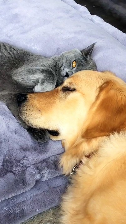 Greg the Cat Squeezes Boris the Dog's Face and...