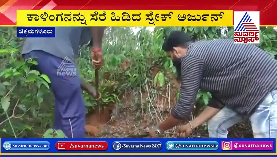 ಕಾಫಿ ತೋಟಕ್ಕೆ ಎಂಟ್ರಿ ಕೊಟ್ಟ 15 ಅಡಿ ಉದ್ದದ ಕಾಳಿಂಗ ಸರ್ಪ: ದಂಗಾದ ಜನ