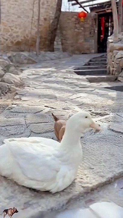 Cute Puppy