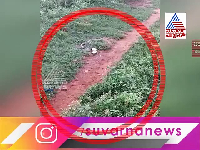 Video: ಬಿಯರ್ ಕುಡಿದು ಬಿಸಾಡಿದ ಬಾಟಲ್‌ನಲ್ಲಿ ಸಿಲುಕಿ ನರಳಾಡಿ ಸತ್ತ ನಾಗಪ್ಪ