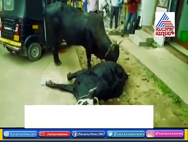 ಮಡಿಕೇರಿಯಲ್ಲೊಂದು ಮನ ಕಲಕುವ ಸ್ಟೋರಿ.. ಸತ್ತ ಹಸುವಿಗೆ ಮಿಡಿದ ಮೂಕ ಮನ