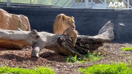 Lions cubs at Dubbo zoo | June 2022 | Daily Liberal