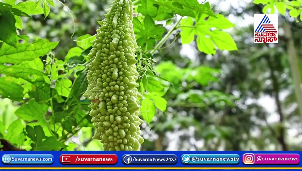 ಹಾಗಲಕಾಯಿ... ಬಾಯಿಗೆ ಕಹಿಯಾದ್ರೂ ಆರೋಗ್ಯಕ್ಕೆ ಸಿಹಿ: ಇಲ್ಲಿವೆ 5 ಉಪಯೋಗಗಳು