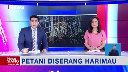 Viral Detikdetik Petani Diterkam Harimau saat Memanen Hasil Kebun _p