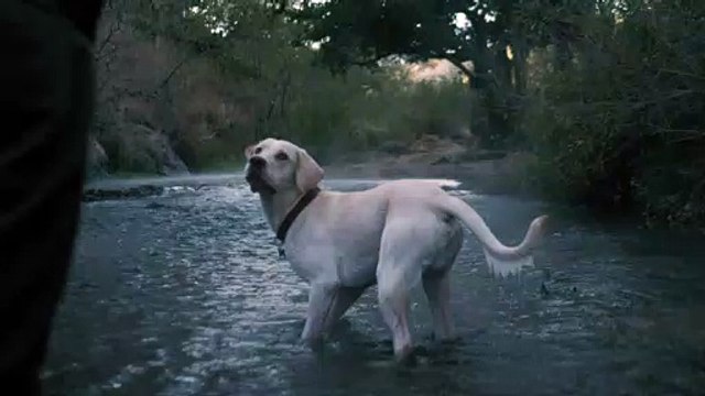 mixkit-dog-catches-a-ball-in-a-river-1494