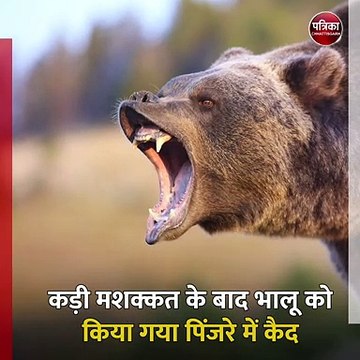 मध्यप्रदेश के पन्ना जिले में एक भालू ने एक पति पत्नी पर किया हमला