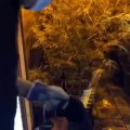 Los Mossos desmantelan dos plantaciones de marihuana en l'Empordà