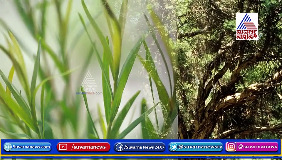 ಟೀ ಟ್ರೀ ಎಣ್ಣೆ ಬಳಸೋದು ಏಕೆ?