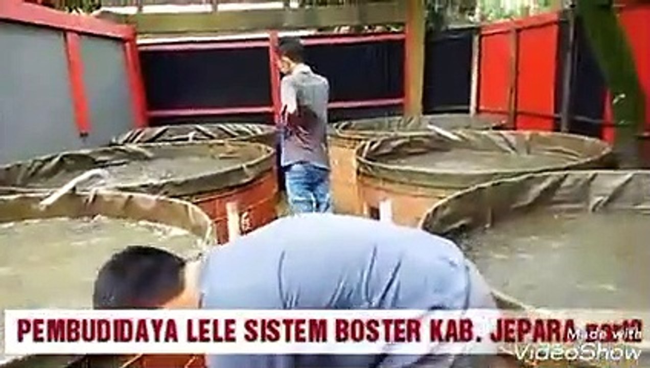 ternak lele kreatif dengan biofrog