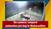 Caught on camera: Leopard ambushes pet dog in Maharashtra