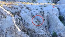 Yavru yaban keçisi Ankuzu Baba Dağı'nda görüldü