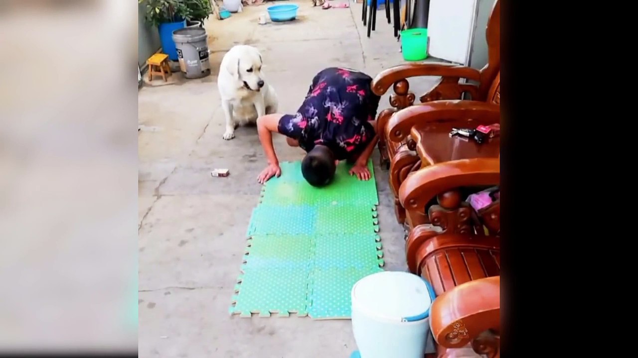 Baby Dogs - Cute and Funny Dog Videos Compilation1