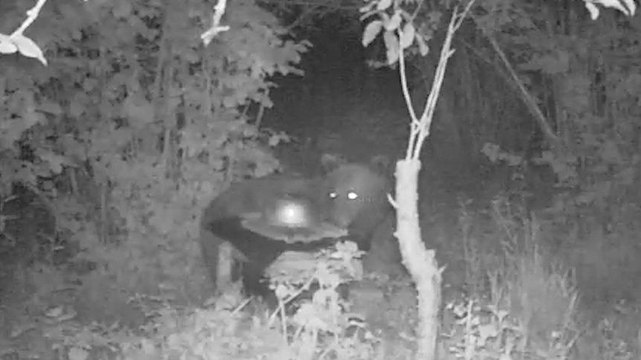 Arı kovanlarını parçalayan ayı, fotokapanla görüntülendi
