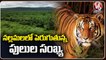 Tigers Count Increase In Nallamala Forest , Says Animals Survey _ Mahabubnagar _ V6 News (1)