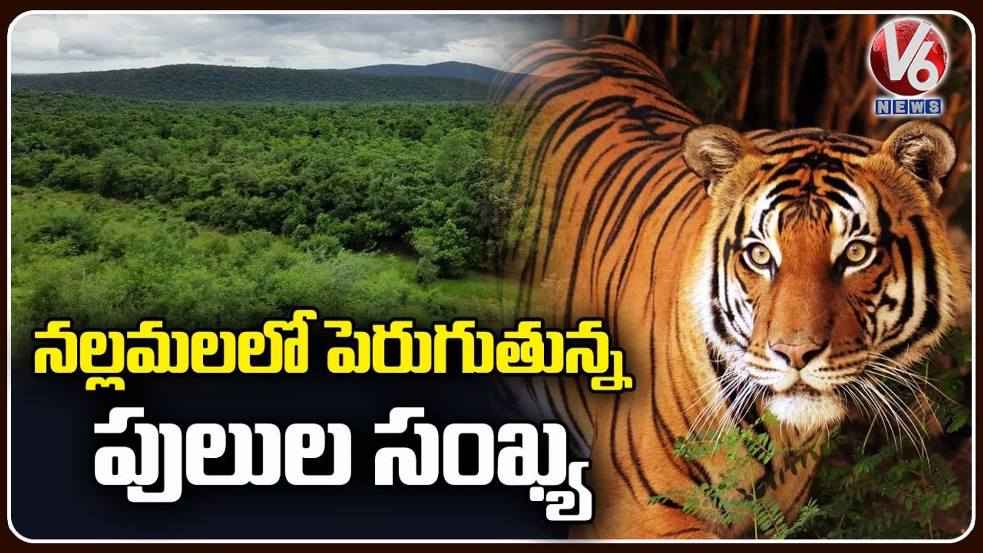 Tigers Count Increase In Nallamala Forest , Says Animals Survey _  Mahabubnagar _ V6 News (1) - video Dailymotion
