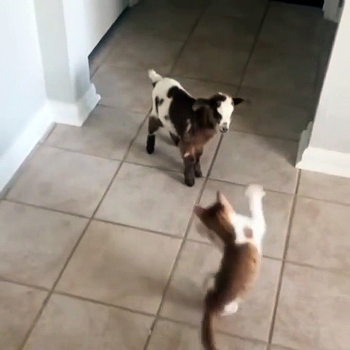 Cat vs Goat
