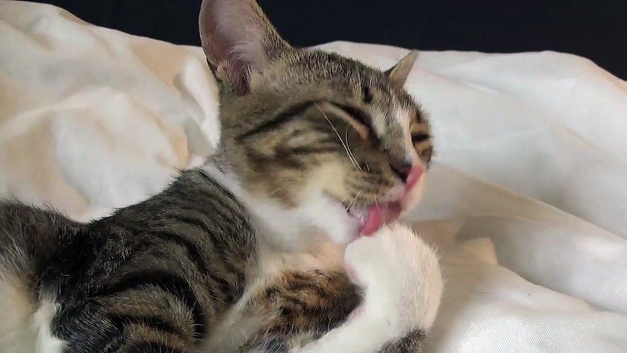 Corona Kitten Keeps His Paws Clean video Dailymotion