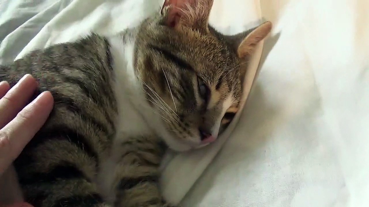 Kitten Dilemma Should I Sleep on the Right or on the Left Side