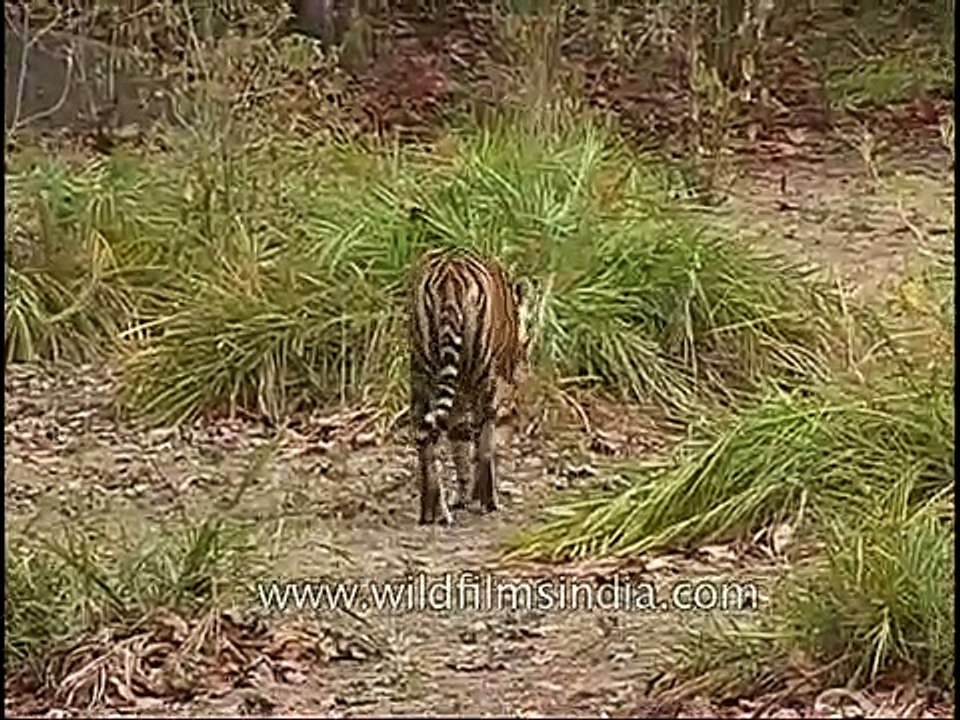 Tiger on the prowl in central Indian forest, as Deer sound the alarm