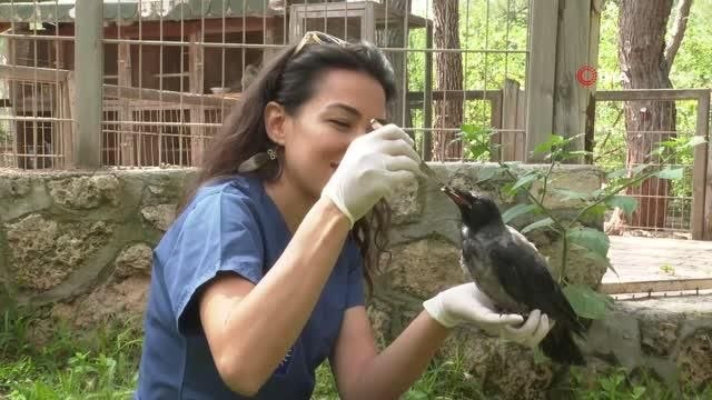 Tedavi edilen yırtıcı kuşlar doğaya bırakıldı
