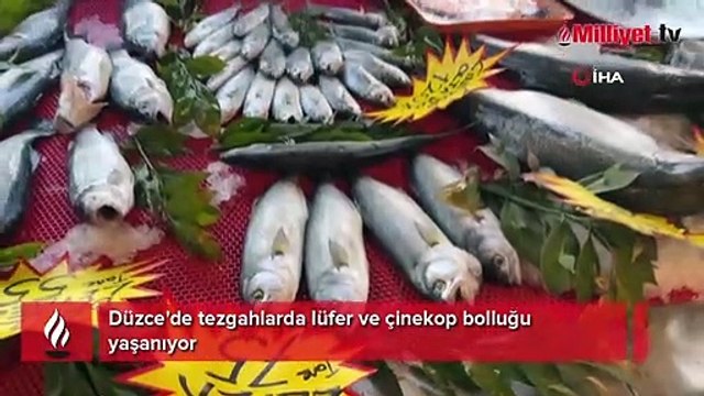 Tezgahlarda lüfer ve çinekop bolluğu