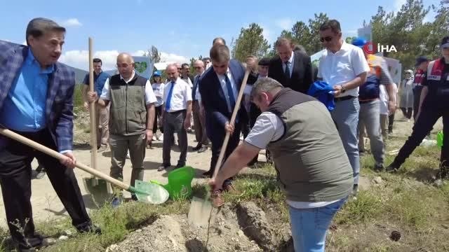 Küle dönen orman dikilen fidanlarla yeşillenecek