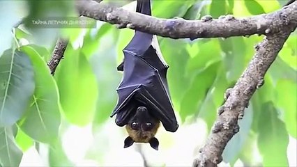 Самые шокирующие гипотезы (07.06.2022)