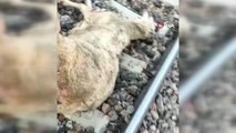 Tren koyun sürüsüne çarptı: 16 küçükbaş hayvan telef oldu
