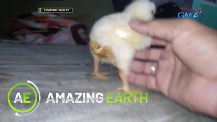 Amazing Earth: Three-legged chicken