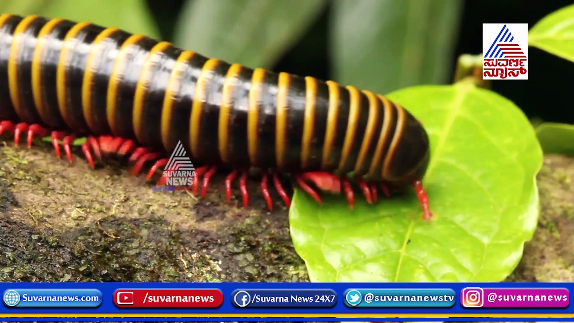 ಅಮೆಜಾನ್‌ನಲ್ಲಿ ಭಯಂಕರ ಕಾಡ್ಗಿಚ್ಚು: ಉಪಗ್ರಹದ ಕಣ್ಣಿಗೂ ಹೊಗೆ ಕಾಣಿಸ್ತು!