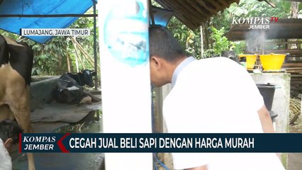 Bupati Lumajang Cegah Jual Beli Sapi dengan Harga Murah